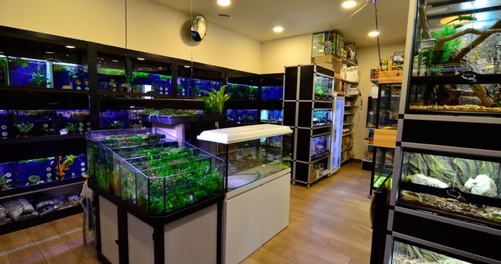 tienda de animales terrario acuario