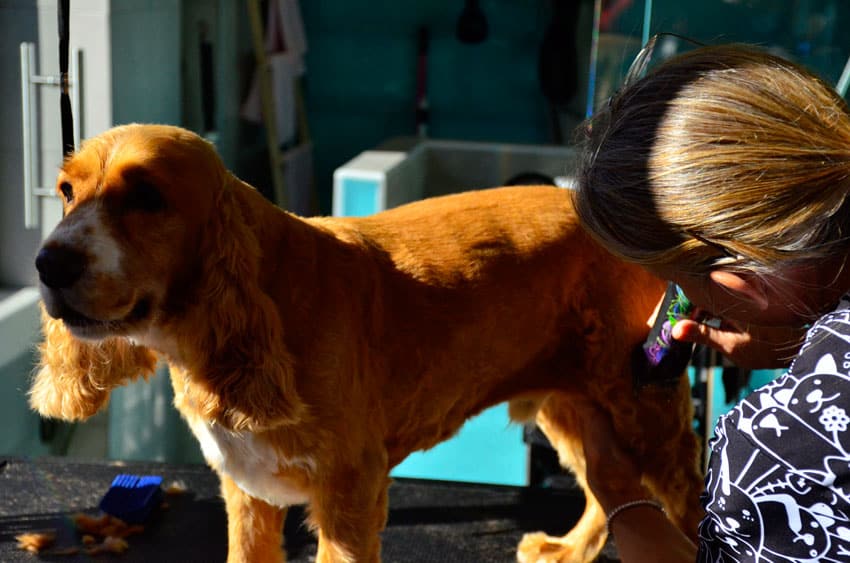 Peluquería canina en Pinto