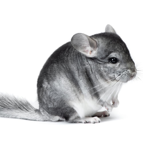 Chinchilla tienda pequeños mamíferos Pinto