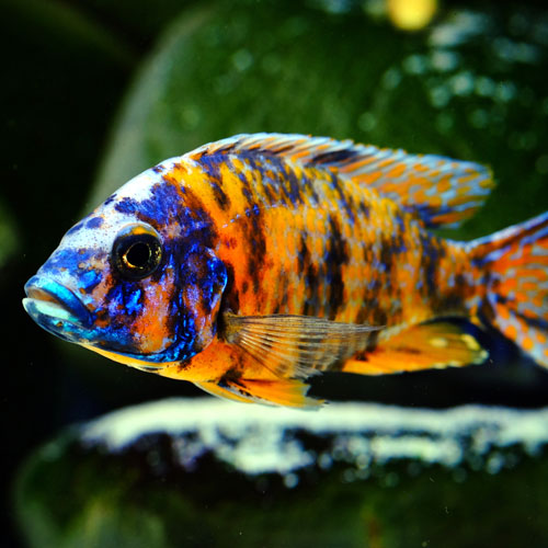 ozono en casa Entre Tienda de Peces de Agua Dulce y Marino - ZooPinto