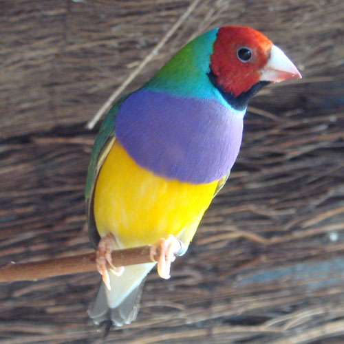 Diamante de Gould tienda de aves Pinto