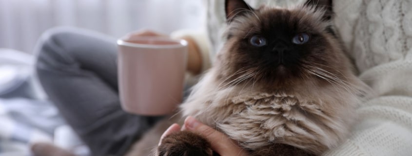 Gato balinés que no da alergia