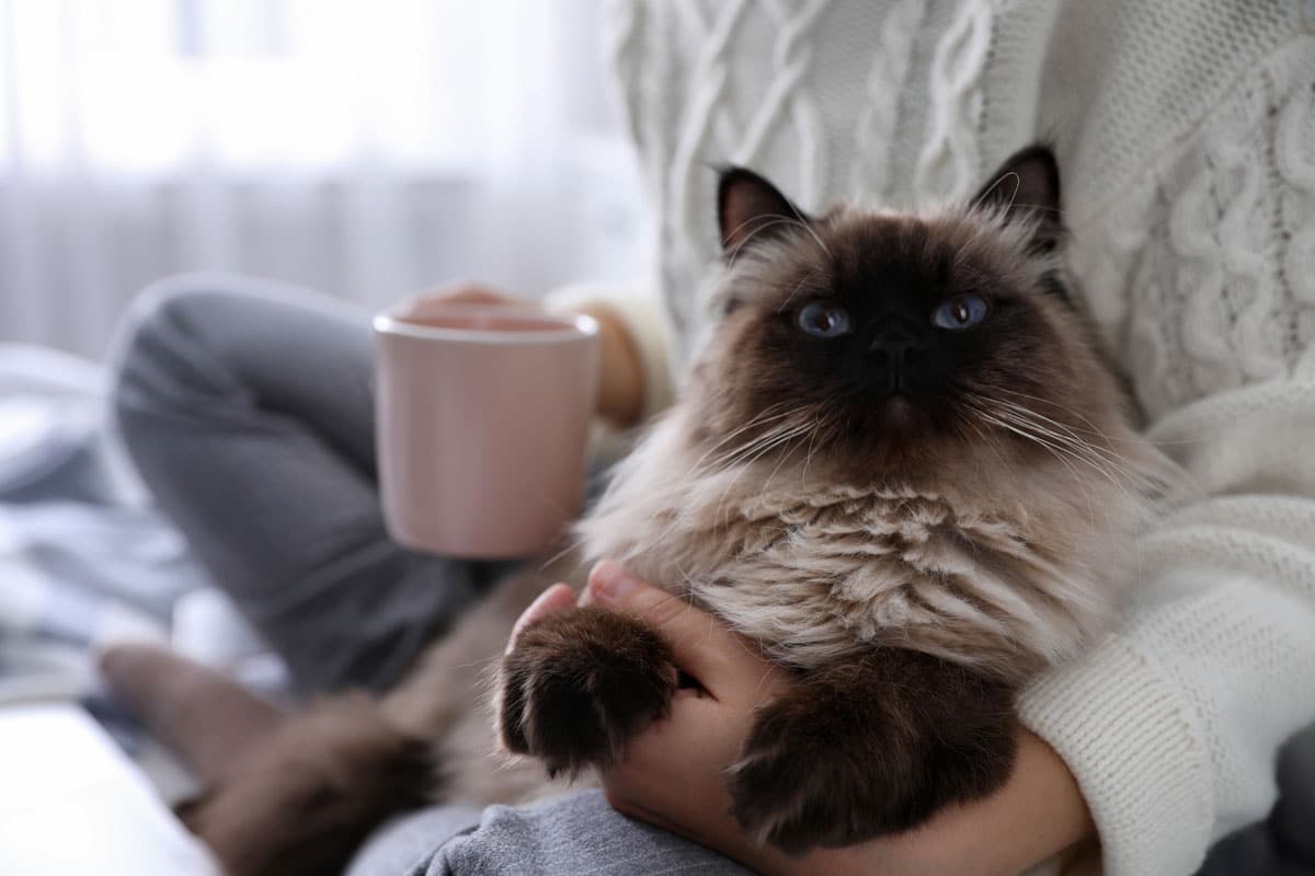 Gato balinés que no da alergia