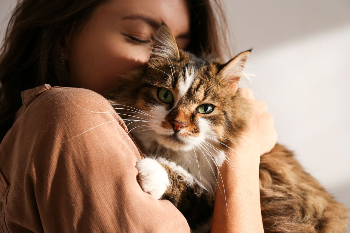 Gato siberiano que no da alergia