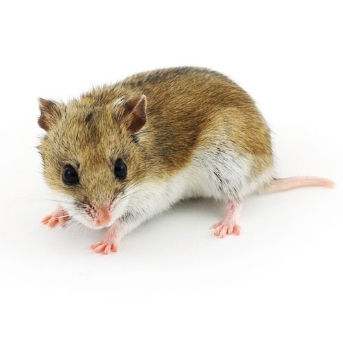 Hamster Chino tienda pequeños mamíferos Pinto