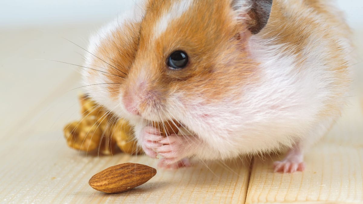 Hamster comiendo almendras