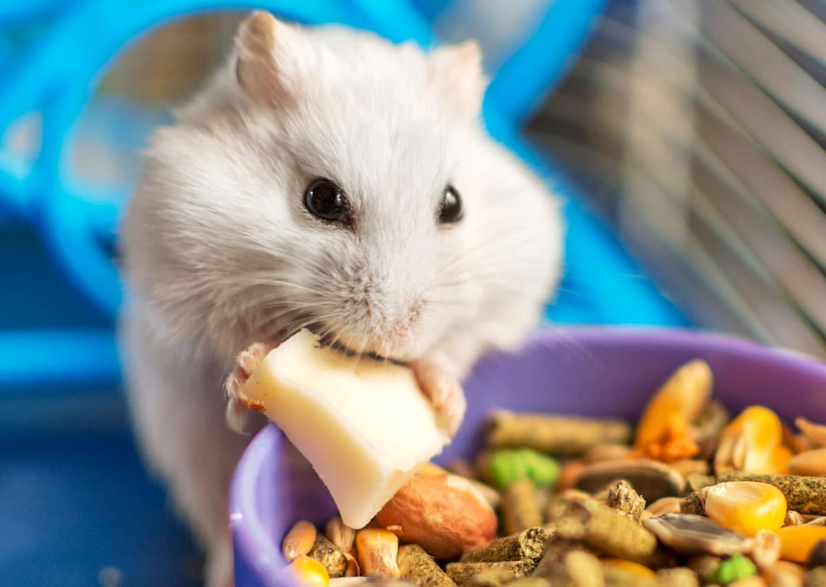 Hámster comiendo en tienda de animales Pinto