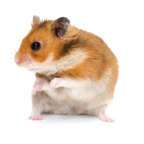 Hamster común tienda pequeños mamíferos Pinto