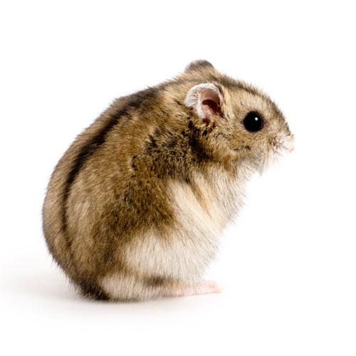 Hamster ruso tienda pequeños mamíferos Pinto