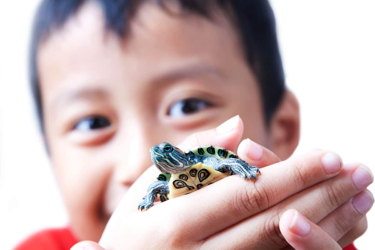 NIño jugando con tortuga