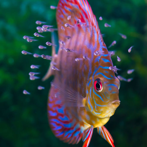 Peces amazónicos acuario tienda peces Pinto