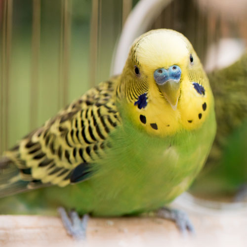 compuesto su vestíbulo Tienda de Aves - ZooPinto