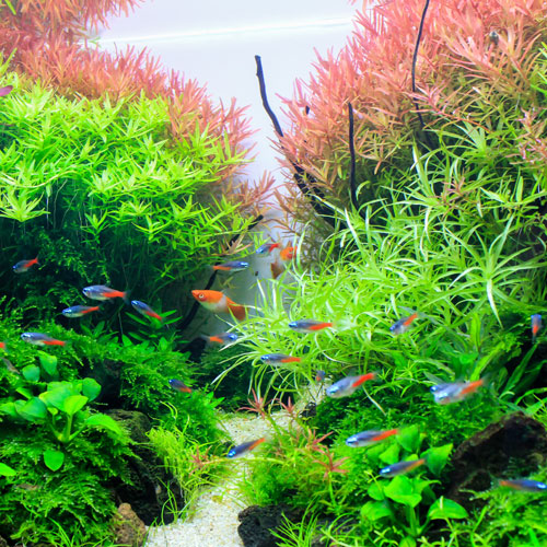 Plantas acuario tienda peces pinto