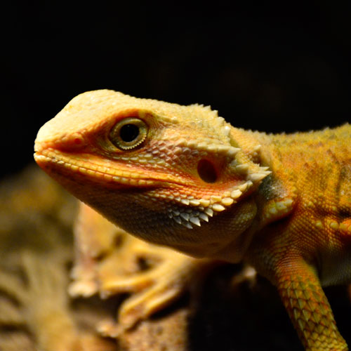 Pogona tienda reptiles en Pinto