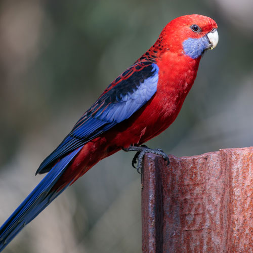 Rosella tienda de aves Pinto