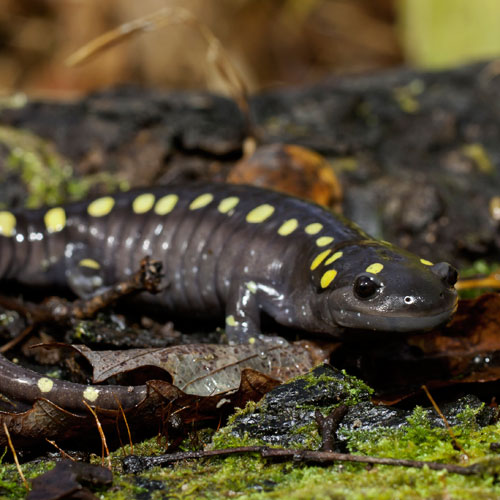 Salamandra tienda anfibios en Pinto