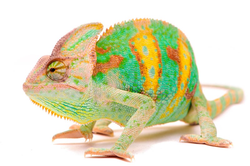 Tienda de Reptiles