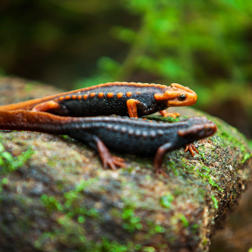 Tritón del himalaya tienda anfibios en Pinto