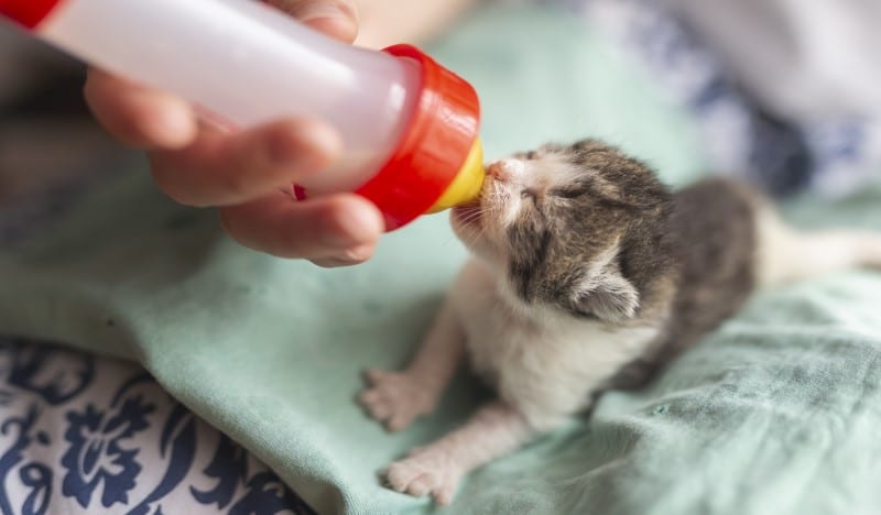 alimentar gato recién nacido