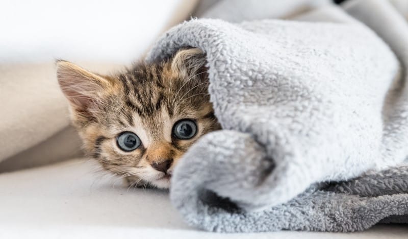 cuidado gato recién nacido