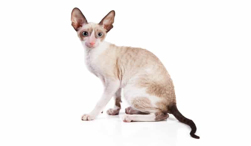 Gato cornish rex