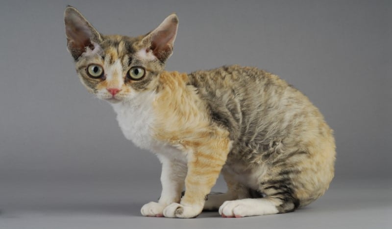 Gato devon rex