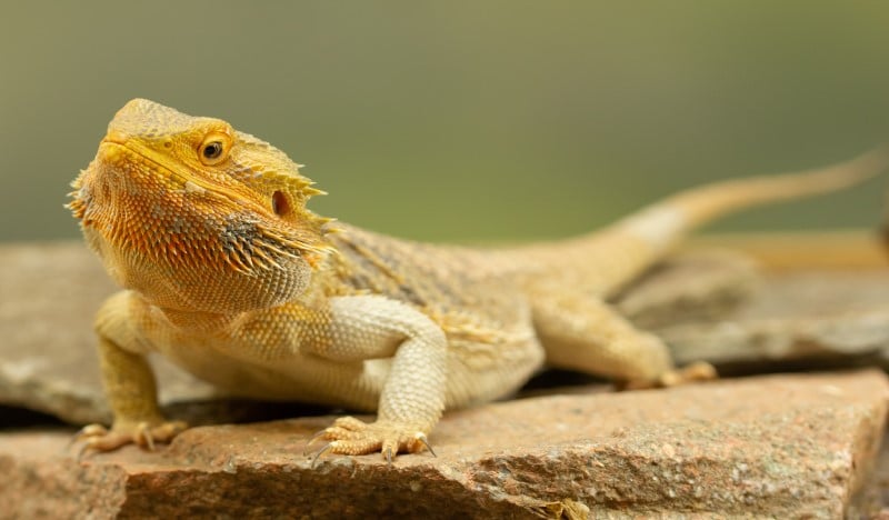 Pogona