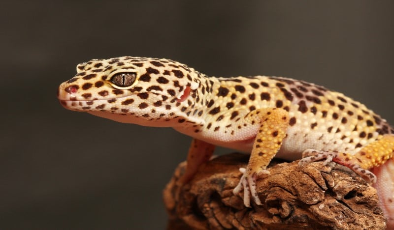 gecko leopardo