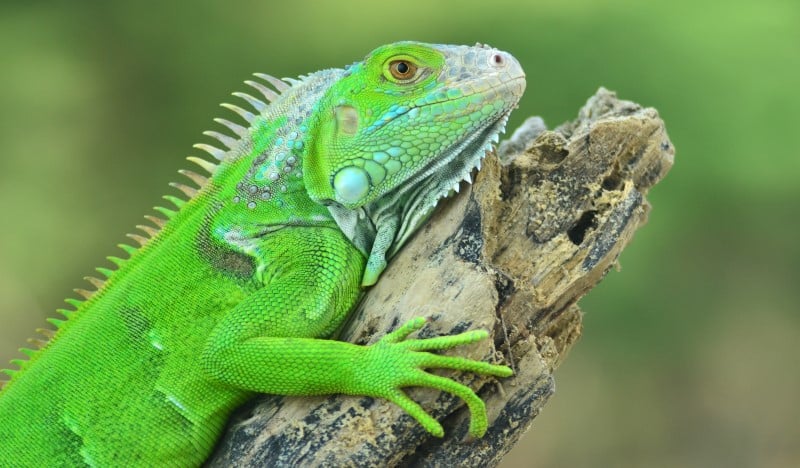 iguana verde