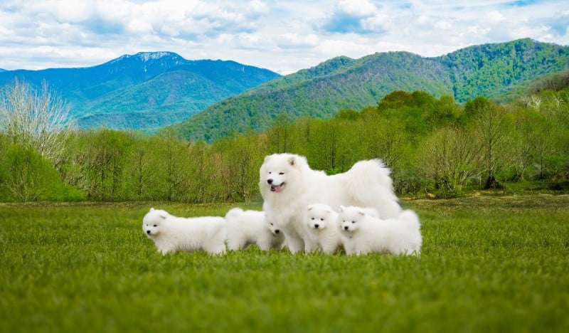 Samoyedo