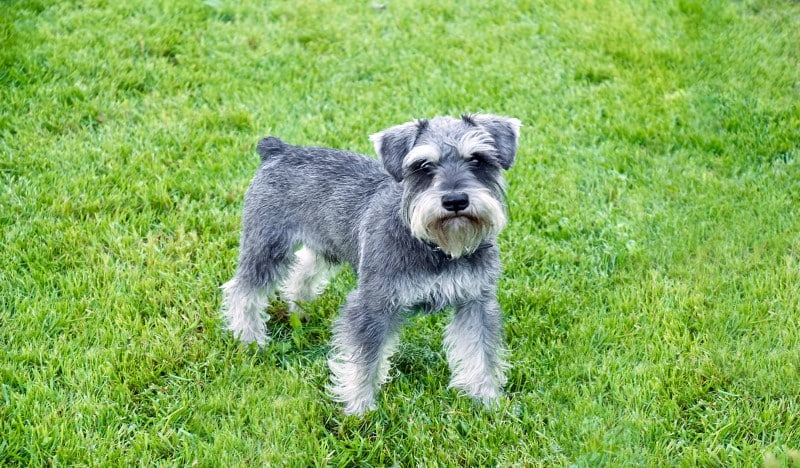 Schnauzer