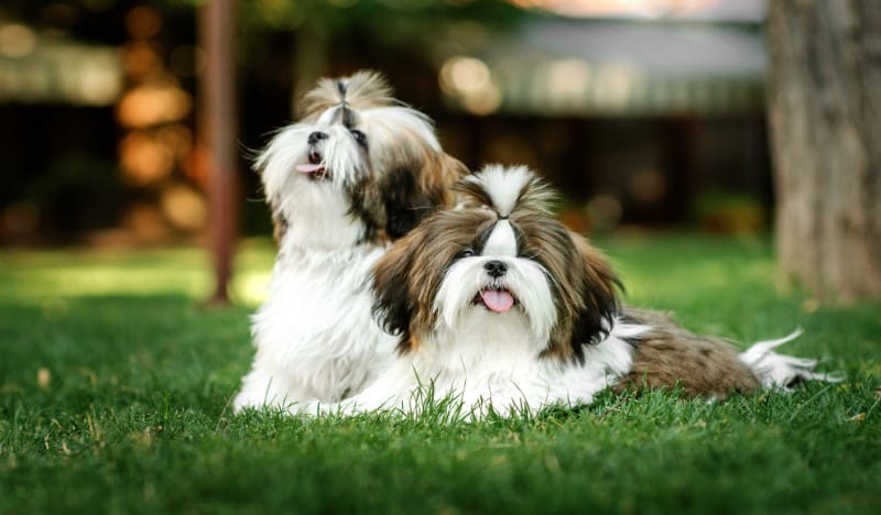 Shih Tzu