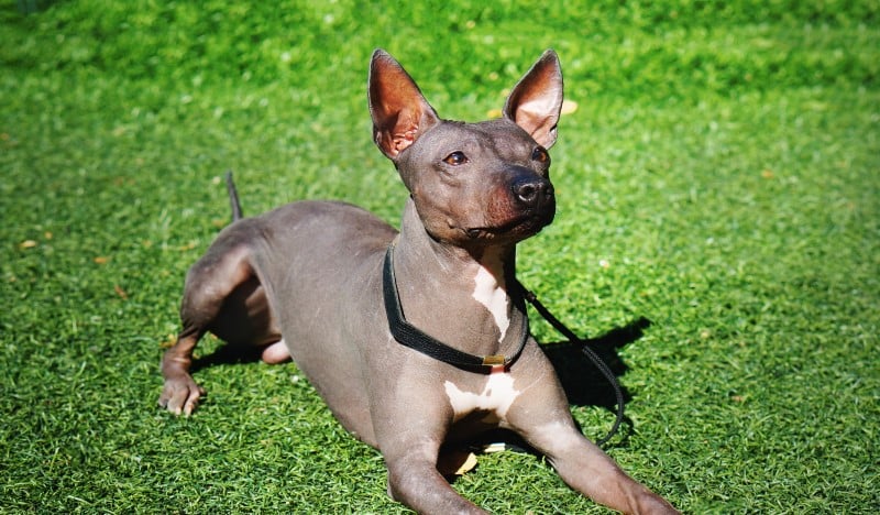 Terrier americano sin pelo