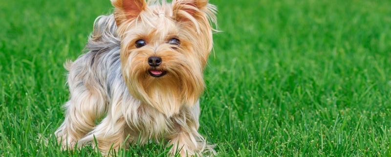 Yorkshire Terrier