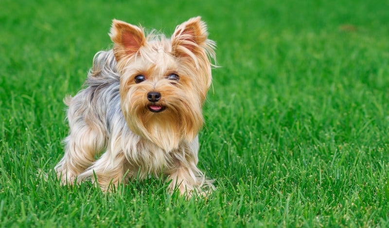 Yorkshire Terrier