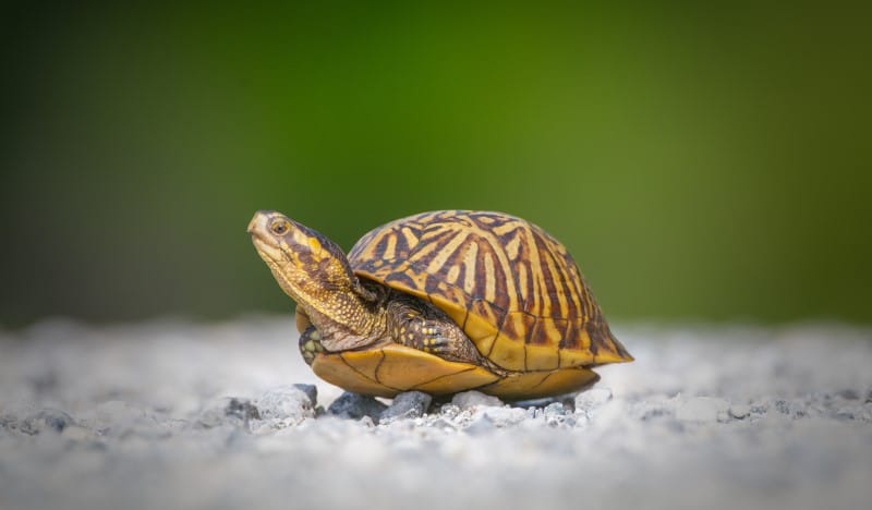 Tortuga de caja de florida