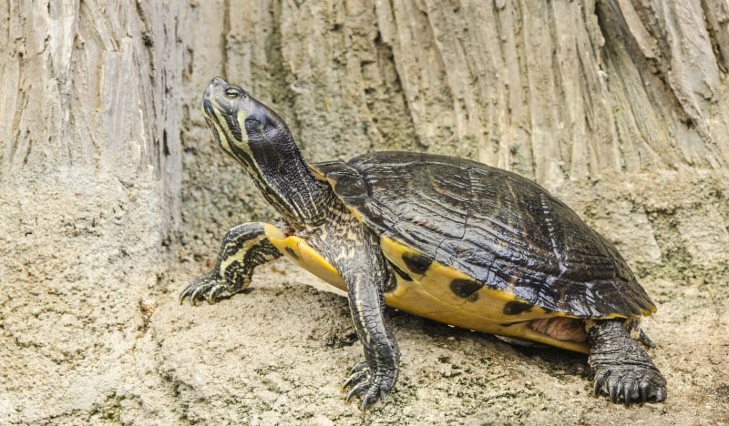 Tortuga de orejas amarillas