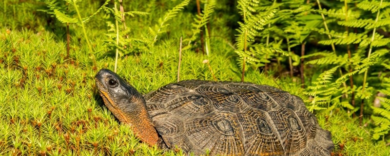 Tortuga del Bosque