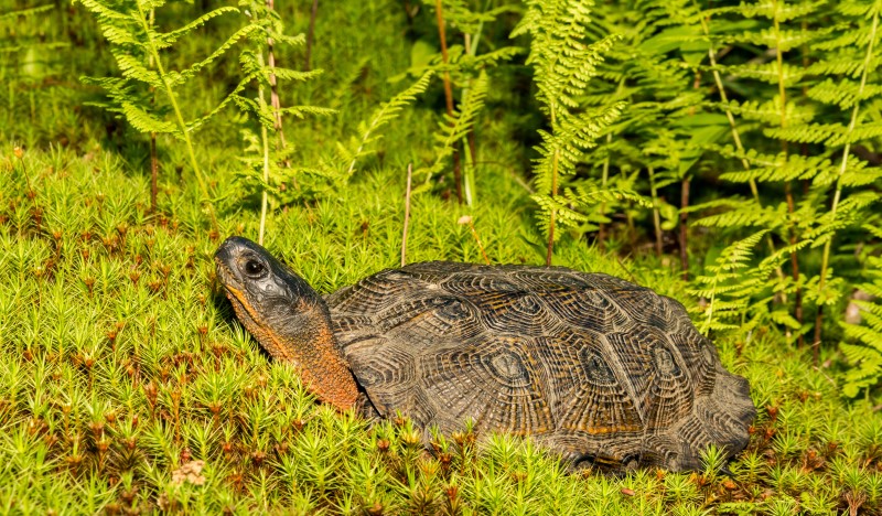 Tortuga del Bosque