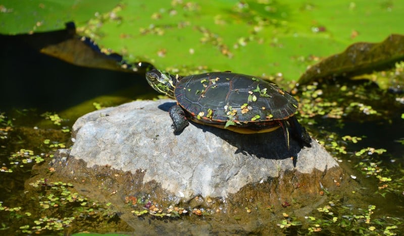 Tortuga mapa