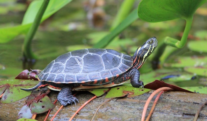 Tortuga pintada