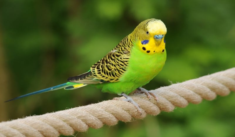 aficionado director Generalizar Los mejores pájaros para tener como mascota - ZooPinto