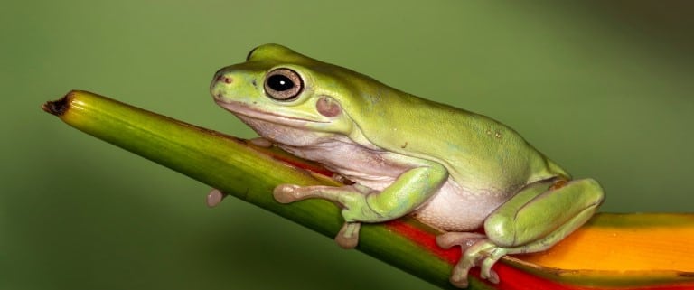 rana arborícola verde