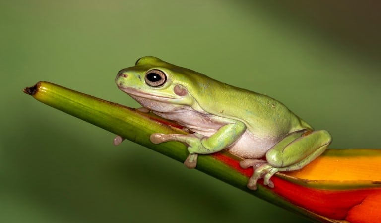 rana arborícola verde