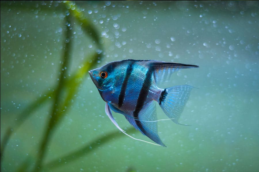 Cuáles son los mejores peces para limpiar mi acuario