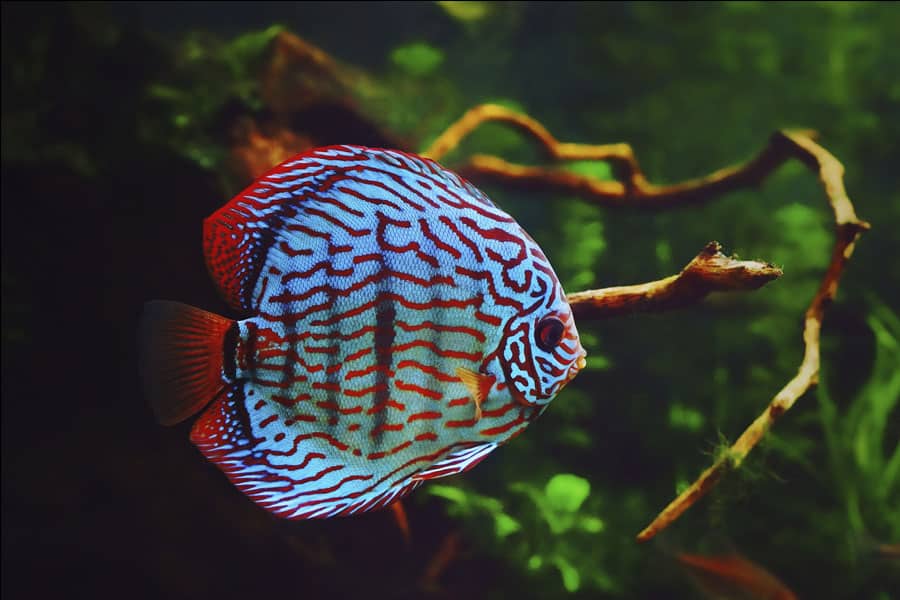 laringe manejo Gobernar Los 14 mejores peces de agua dulce para acuarios - ZooPinto