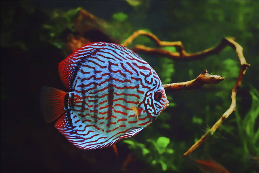 Pato pared templado Los 14 mejores peces de agua dulce para acuarios - ZooPinto