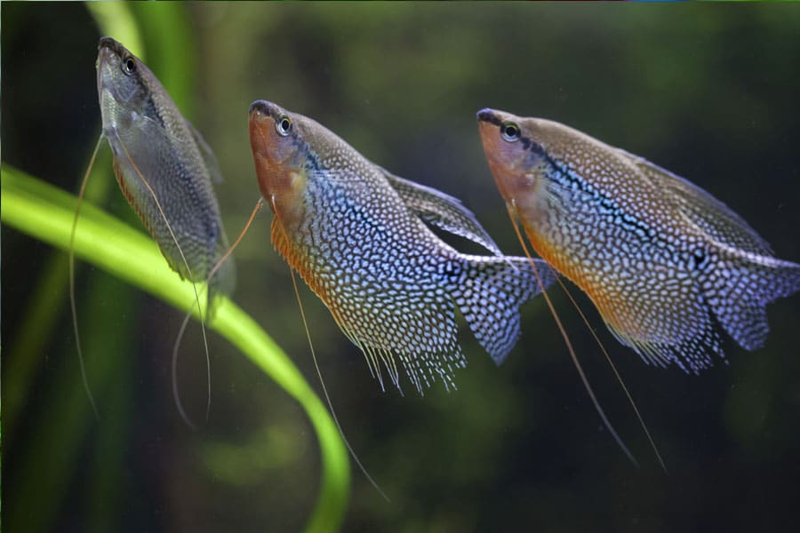 pez gouramis