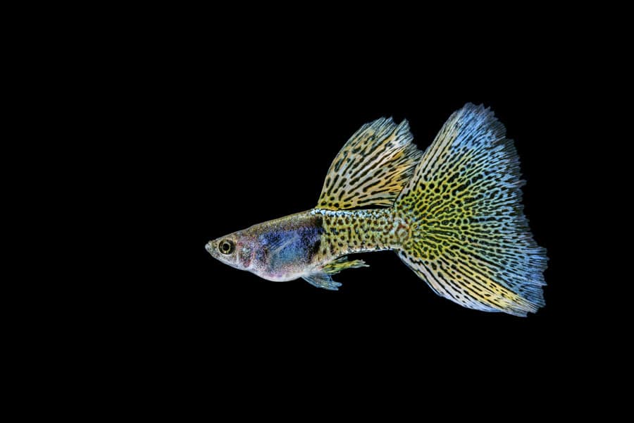 arco En cantidad cuadrado Los 14 mejores peces de agua dulce para acuarios - ZooPinto