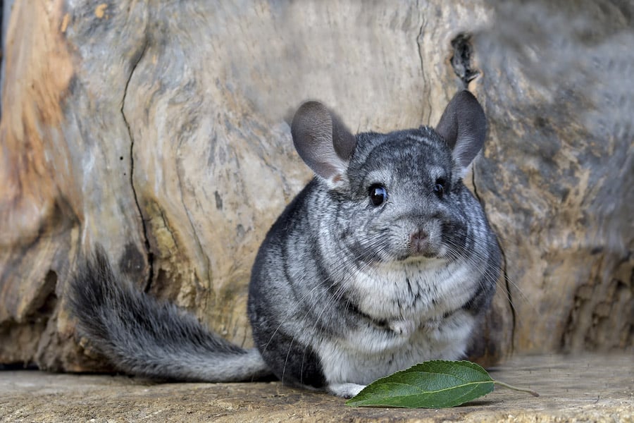 chinchilla mascota